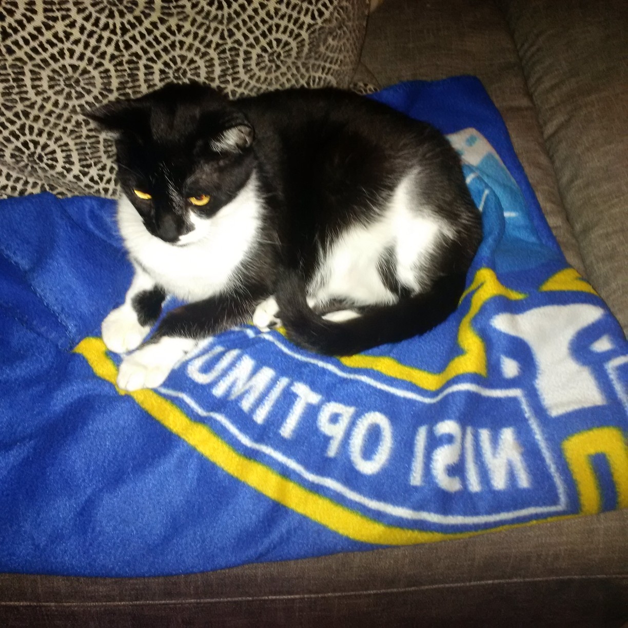 Welcome to Hippo’s Nightmare Live Blogging