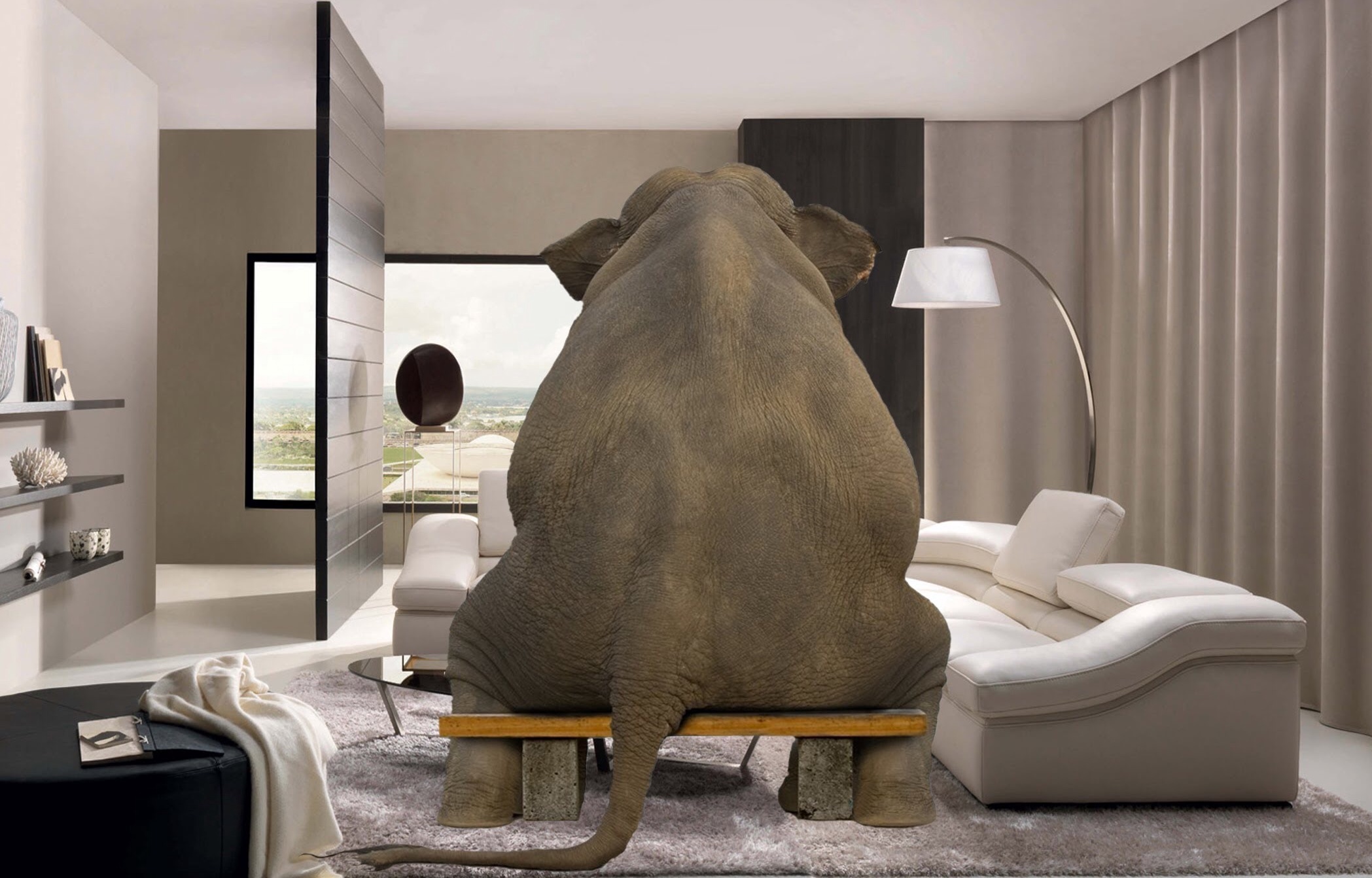 Saturday Fútbol and Elephant In The Room Open Thread