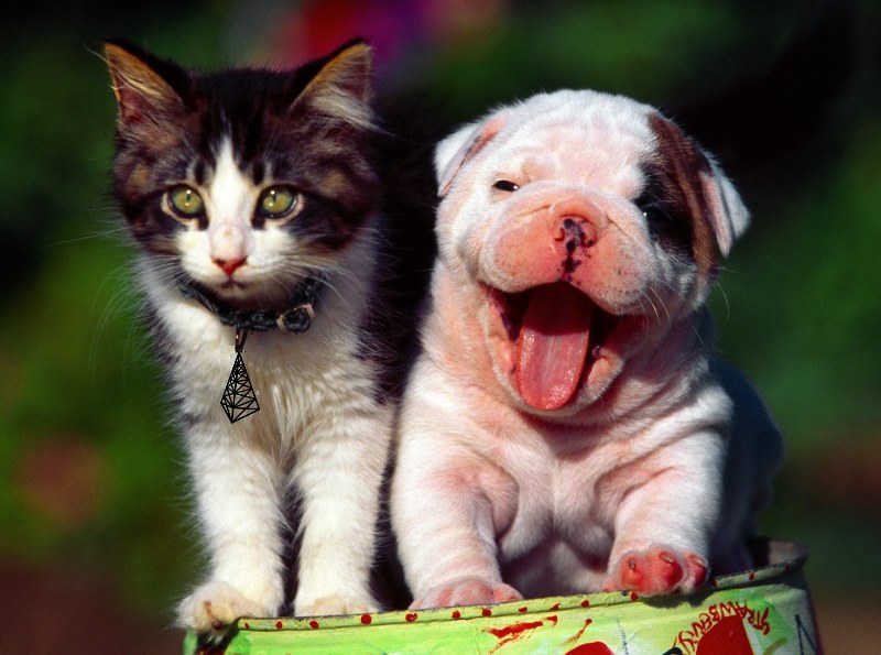 DFO Radio: Cats and Dogs