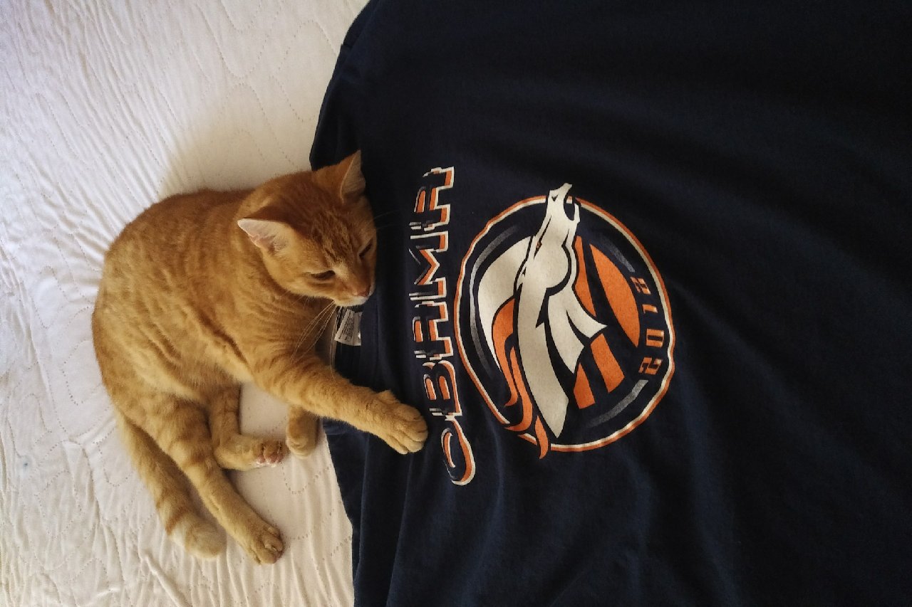 Donks in 2020 – The Year That Is A Thing