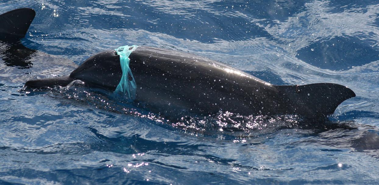 Miami Dolphins at the Bye: Limpin’ ain’t easy