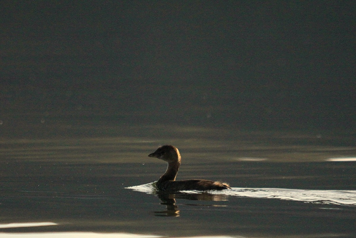 Your “Not Much Goin’ On” Monday Evening Open Thread