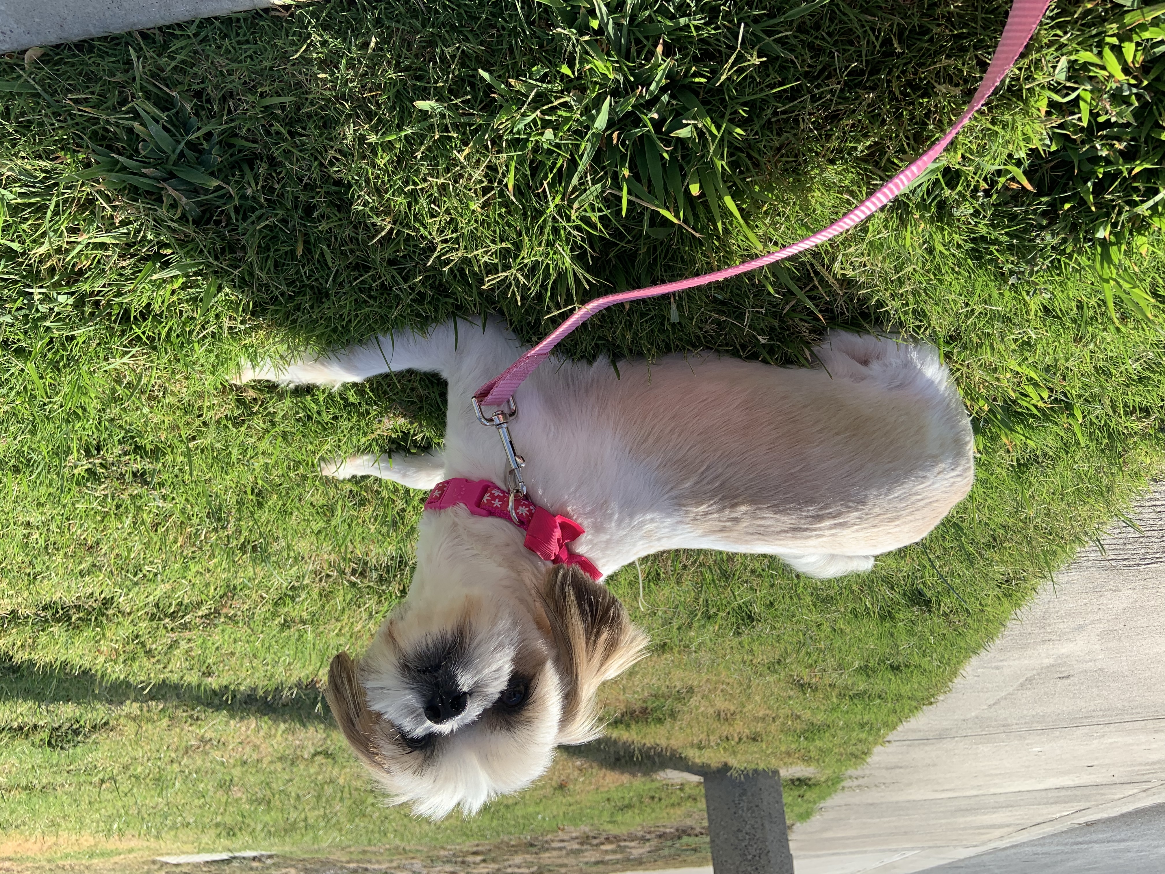 Speculation 101:  The Brady’s Bunch … of choices