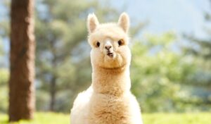 alpaca-one-day-private-tour-tz-em-1.jpg