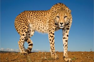 Cheetah-moves-2.-Cheetah-at-Zimanga-private-game-reserve-Zuluand.-Pic-by-Charl-Senekal-768x512.jpg