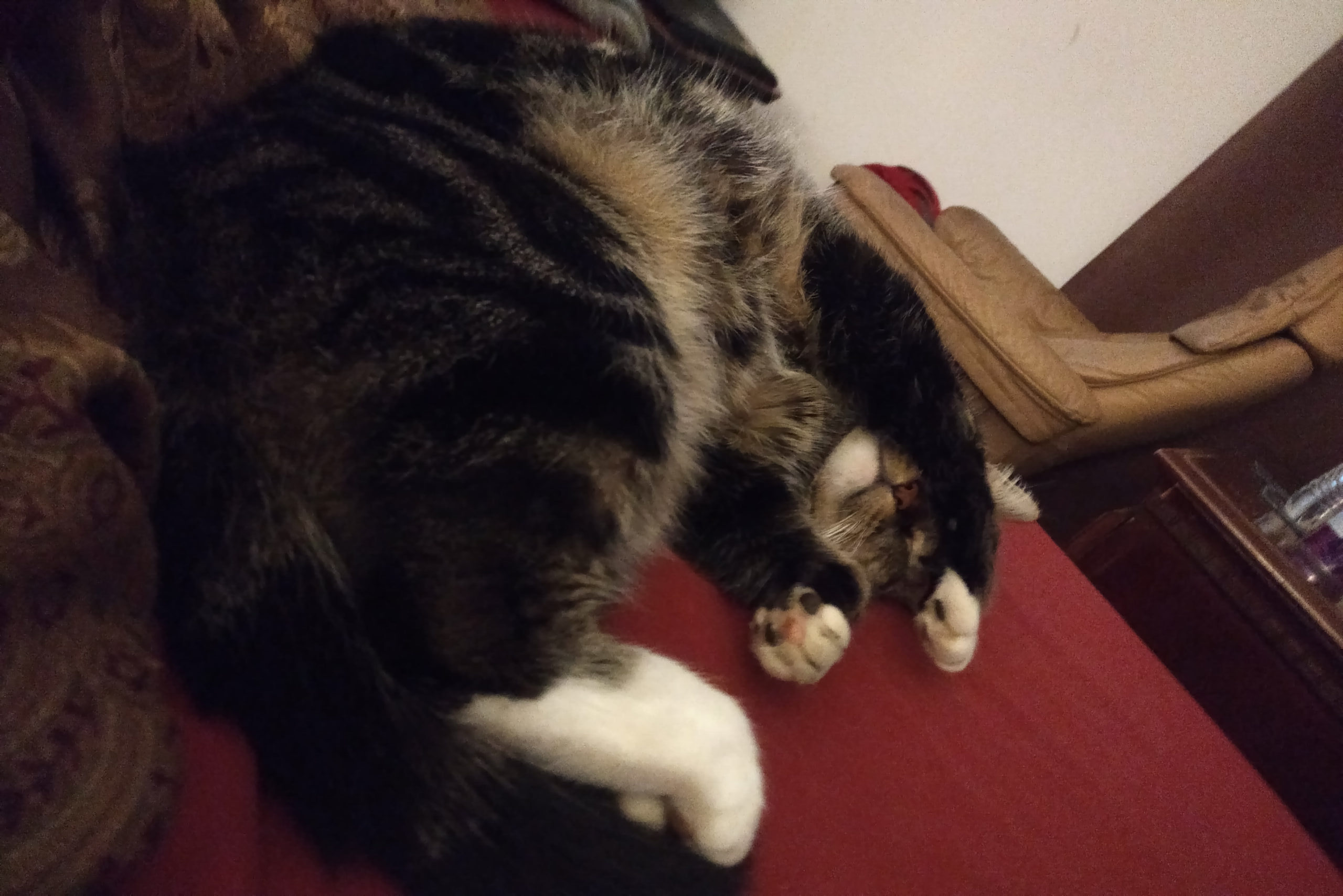 Instant Hippo Mind-Go-Splodey