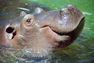 hippo-smile-6321801.jpg