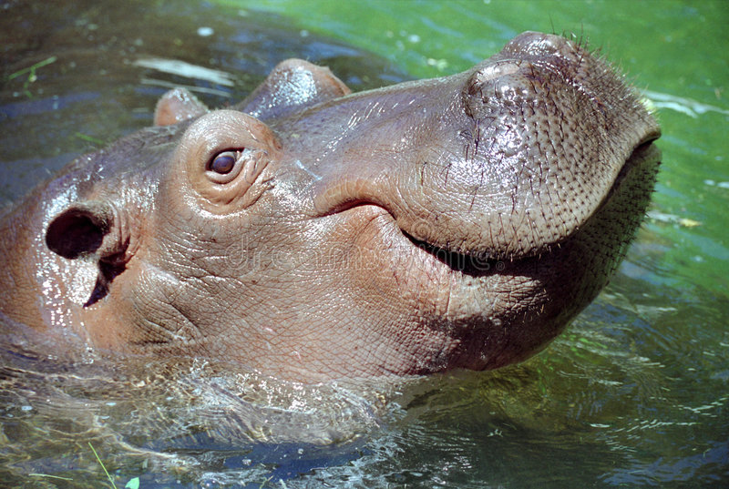 hippo-smile-6321801.jpg