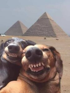 dog-selfie-Egypt-countries-7543826.jpeg