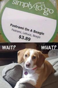 geek-dog-beagle-sandwich-7067718.jpeg