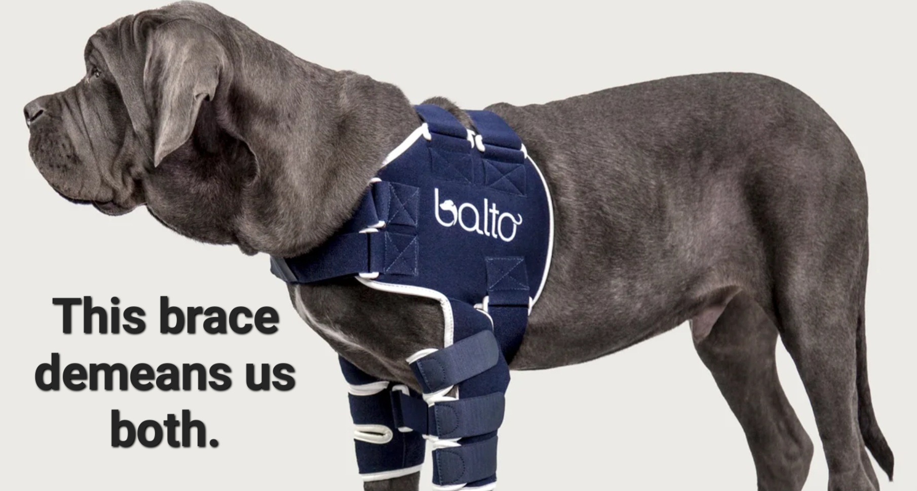 Danger Elbow: A Puppy Injury Tale