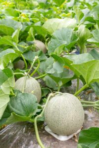 cantaloupe-plants-growing-in-garden.jpg