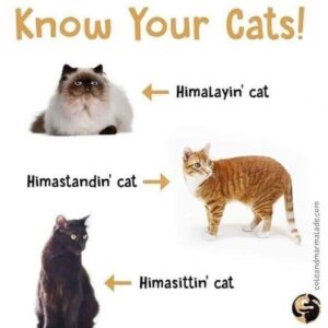 cat-know-cats-himastandin-cat-himalayin-cat-himasittin-cat-coleandmarmaladecom.jpeg