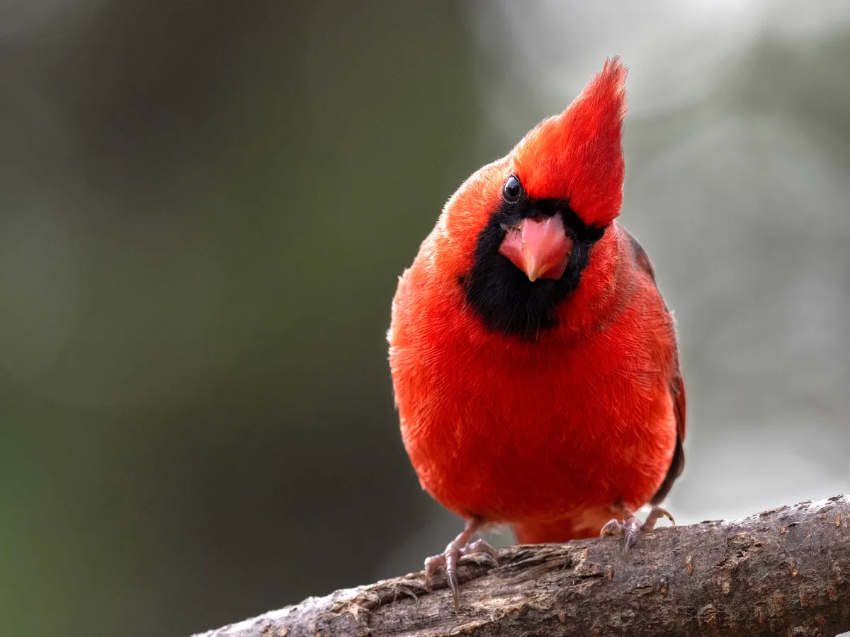 Boris’ Week 11 Writeup