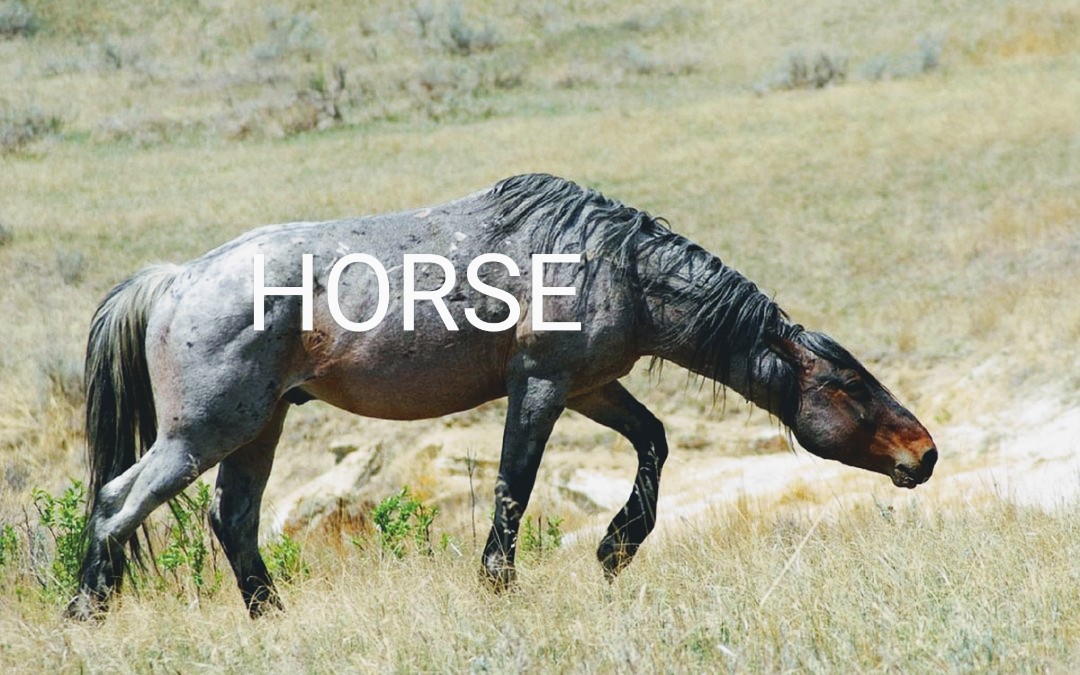 The Broncos are on Bye and so is my Heart