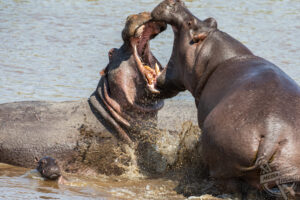 MDRUM_Angry_Hippo_Momma-12-scaled.jpg