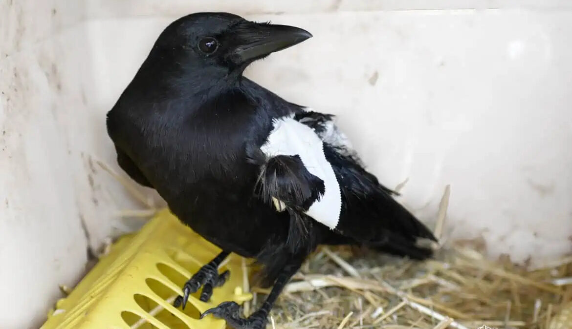 Walking the Walk with a Withered Leg – Ravens Preseason Punchout