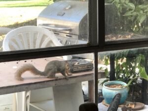 squirrel.jpg