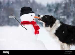 border-collie-black-and-white-biting-carrot-nose-of-snowman-north-E7F634.jpg