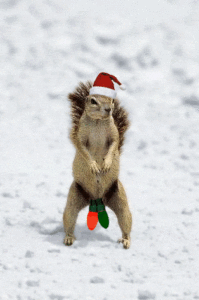 christmas-squirrel (1).gif