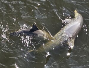 dolphinsucking2