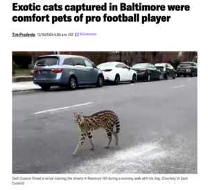 Screenshot-2025-12-13-at-7.29.24-PM