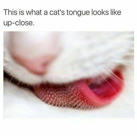1000011392 1000011392